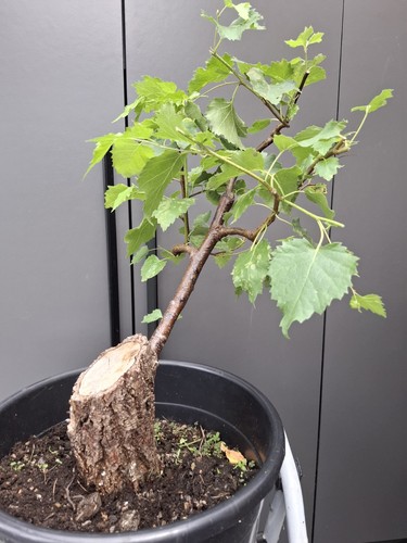 Very chunky yamadori birch - very,