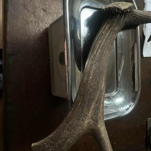 Fallow deer antler piece