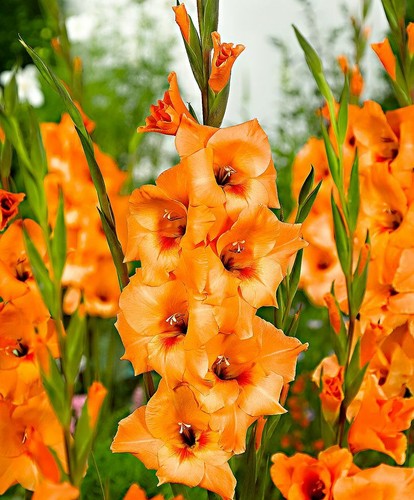 Gladioli peter pears - gladioli,