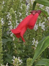 Penstemon, Unknown Red