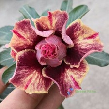 2 Seeds Golden Blood Red Adenium Obesum Desert Rose Double Petals Garden Flowers