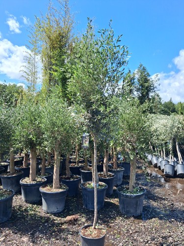 European olive tree - olive,