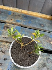 Olive Europea Starter