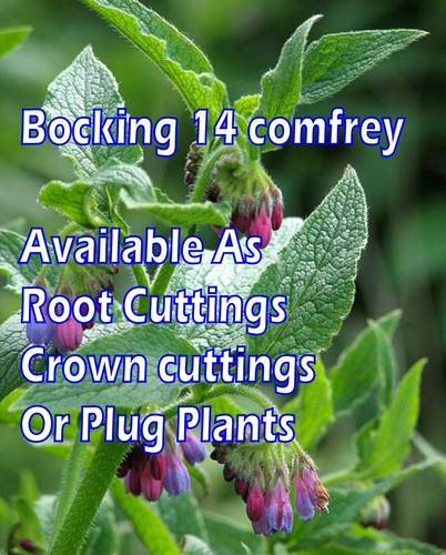 Comfrey roots symphytum x - comfrey, (symphytum