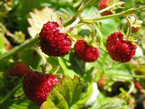 Alpine strawberry fragaria - strawberry,