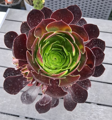 Aeonium red hybrid large - red,