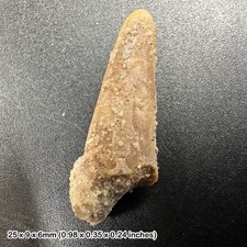 Rare genuine pterosaur