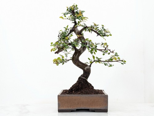 Bonsai chinese elm 17cm venus - bonsai,