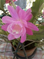 Pink Epiphyllum Orchid Cactus rooted cutting