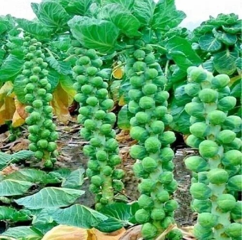 Brussels sprouts plug - 8x,