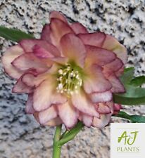 Helleborus orientalis Double