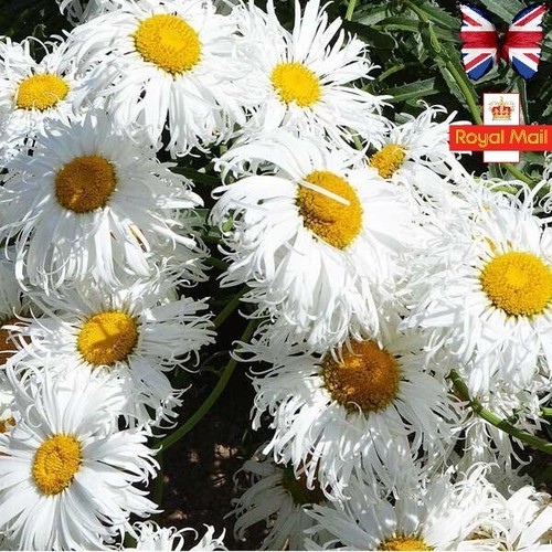 Crazy daisy seeds perennial - seeds,