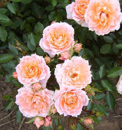 Flower power potted standard - power',