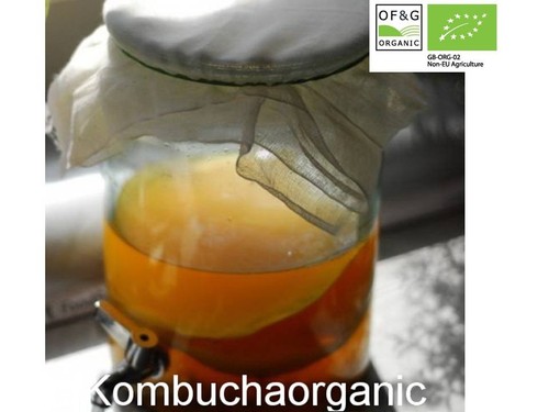 Organic kombucha scoby - organic,