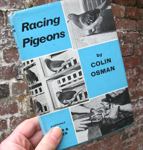 1971 racing pigeons - racing, colin