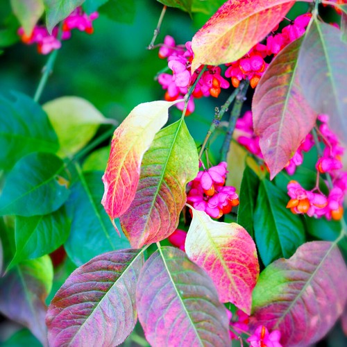 Spindle tree 3ft - spindle,
