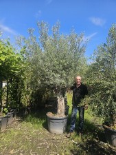 1 x 10-11ft Olive Tree Picqual