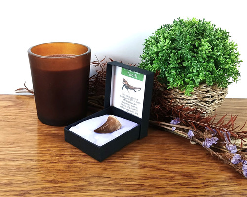 Authentic mosasaur tooth - mosasaur,