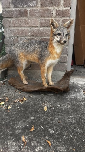 Gray fox taxidermy beautiful - taxidermy,