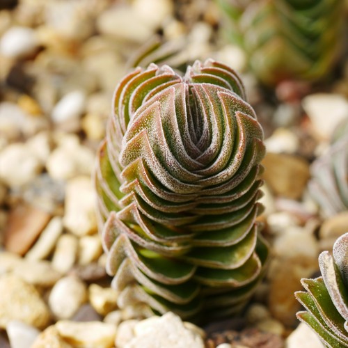 Crassula buddha temple - crassula, buddha's