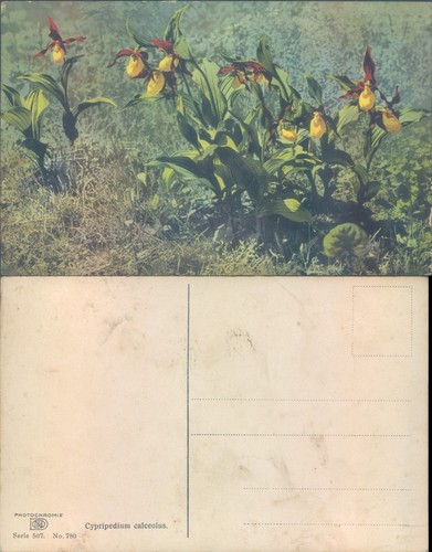 Cypripedium calceolus