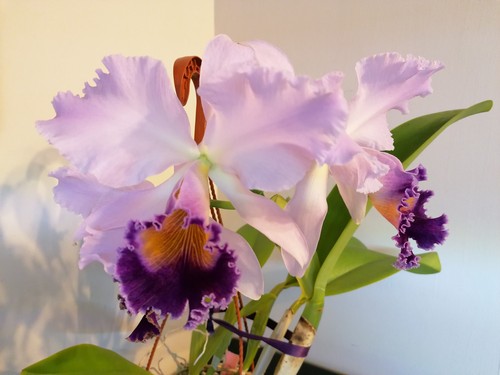 Cattleya dinard blue - dinard, “blue