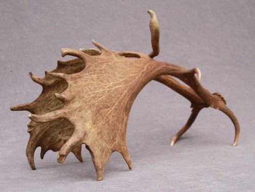 Naturally shed set fallow - naturally,