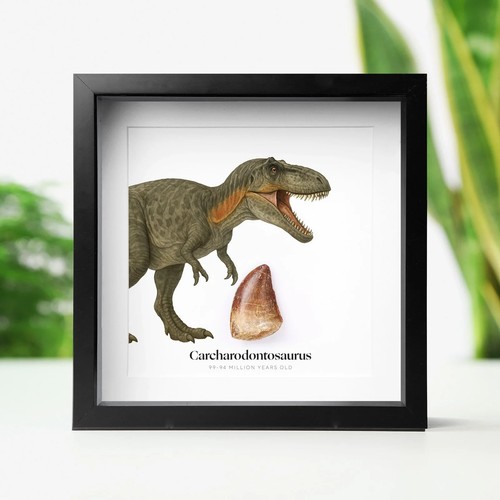 Carcharodontosaurus tooth - carcharodontosaurus,