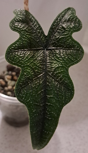 Alocasia jacklyn indoor plant - alocasia,