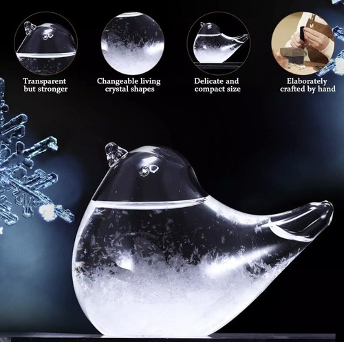 Bird robin storm glass weather - bird,