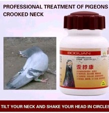 Twisted Neck Racing Pigeon