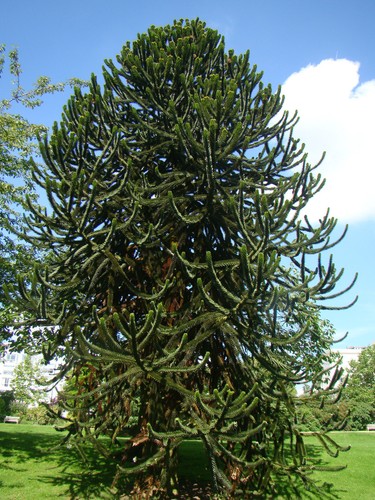 Hardy exotic conifer tree - hardy,