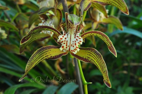 Cymbidium tracyanum - , –