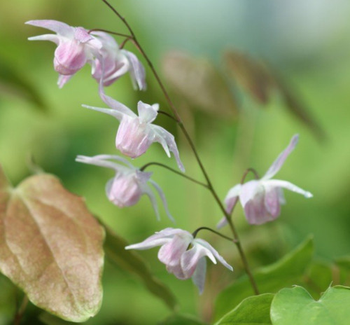 Epimedium roseum plant - roseum,