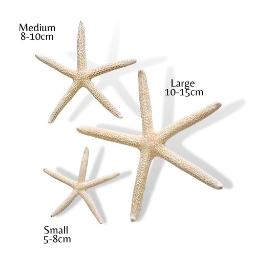 Starfish natural white star - starfish,