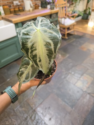 Alocasia venom 11cm - 11cm, full
