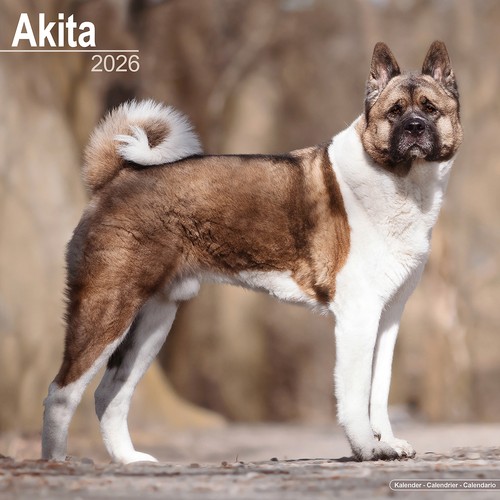 Akita 2026 calendar dog - akita,
