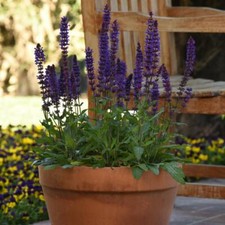 T&M Salvia Salvatore Deep Blue