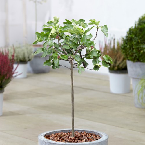 Ficus little miss figgy patio - ficus,
