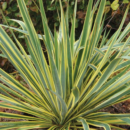 Yucca bright edge - needle, palm