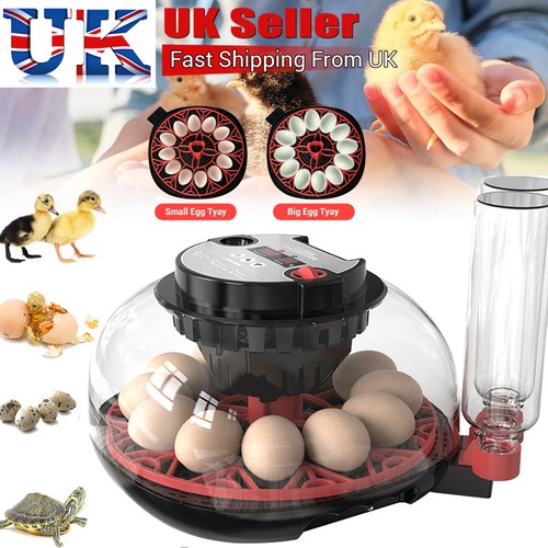 Digital egg incubator eggs - egg, 12