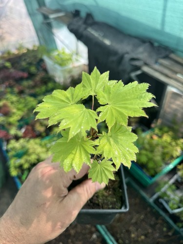 Acer shirasawanum aureum - acer,