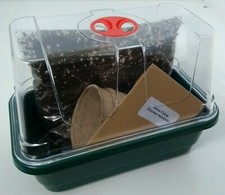 Carnivorous VENUS FLY TRAP