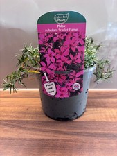 Phlox Scarlet Flame 1L