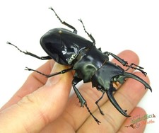 Stag Beetle Odontolabis