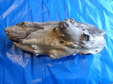 Unique Gnarled Driftwood Piece 24x10x10cm Approx For Craft / Ornament / Vivarium