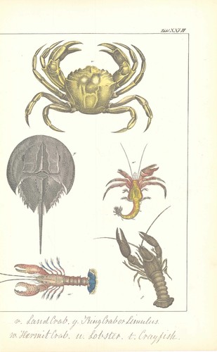 C1840 antique print sea life - c1840,