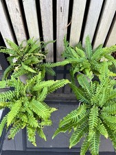 Blechnum Spicant Hard Fern