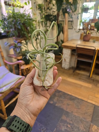 Large tillandsia intermedia - tillandsia,