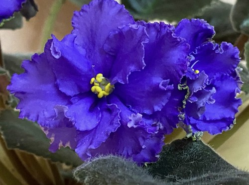African violet saintpaulia - african,